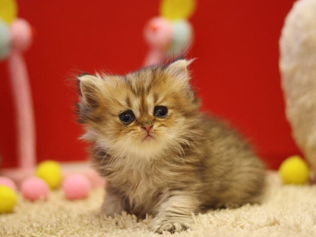 ペルシャチンチラの子猫