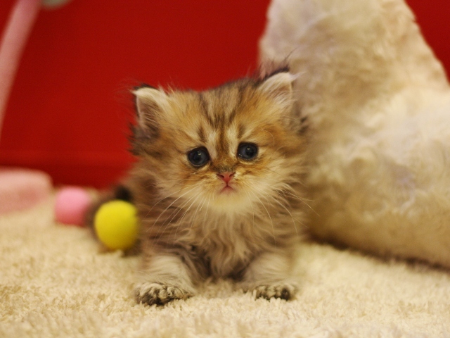 ペルシャチンチラの子猫