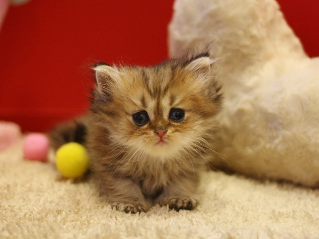 ペルシャチンチラの子猫