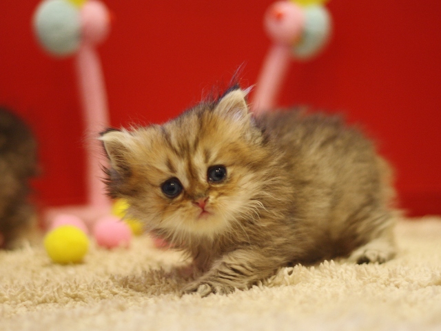 ペルシャチンチラの子猫