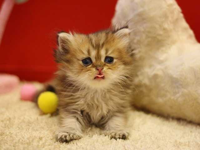 ペルシャチンチラの子猫