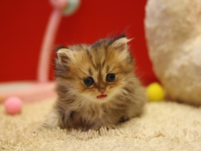 ペルシャチンチラの子猫