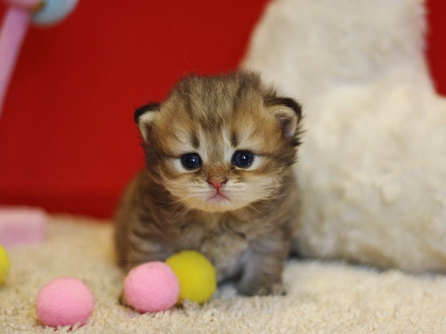 ペルシャチンチラの子猫