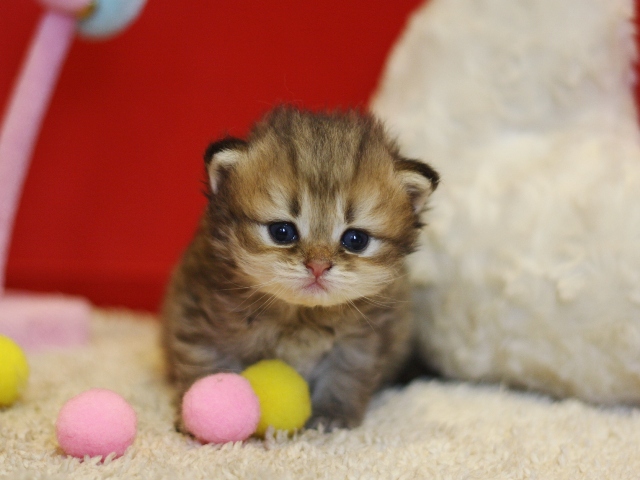 ペルシャチンチラの子猫