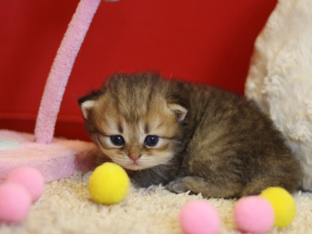 ペルシャチンチラの子猫