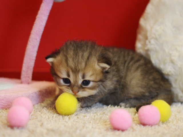 ペルシャチンチラの子猫