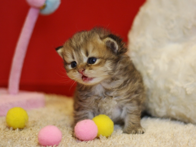 ペルシャチンチラの子猫