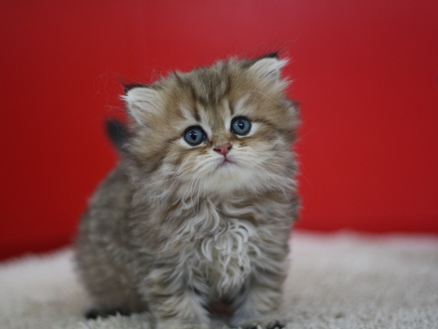 ペルシャチンチラの子猫