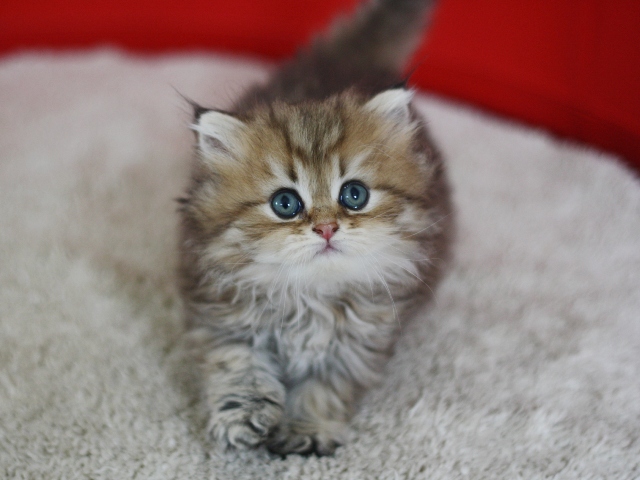 ペルシャチンチラの子猫