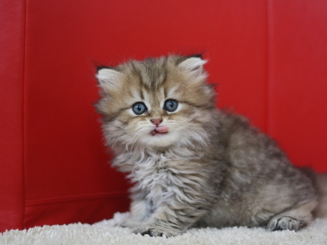 ペルシャチンチラの子猫