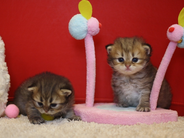 ペルシャチンチラの子猫