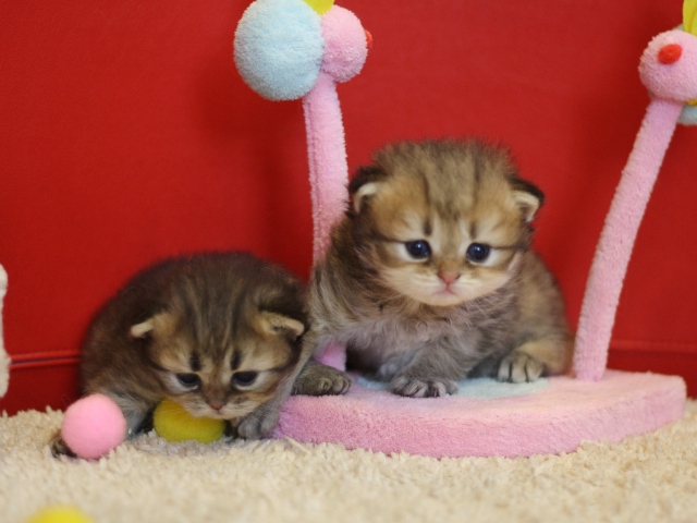ペルシャチンチラの子猫