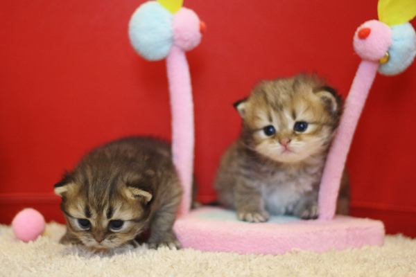 ペルシャチンチラの子猫