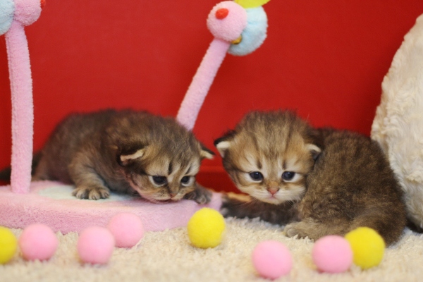 ペルシャチンチラの子猫