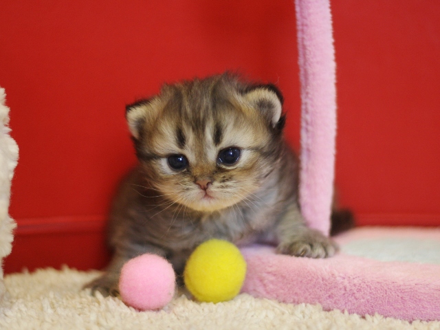 ペルシャチンチラの子猫