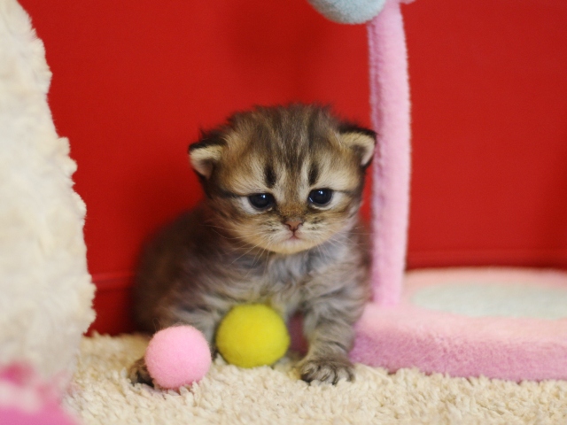 ペルシャチンチラの子猫