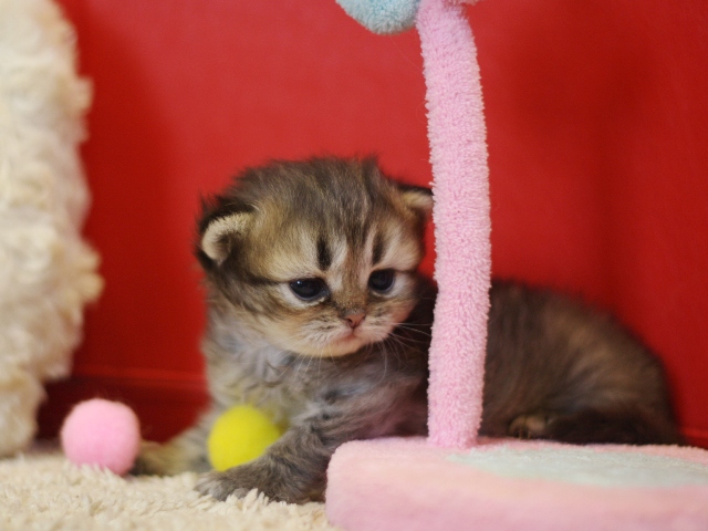 ペルシャチンチラの子猫
