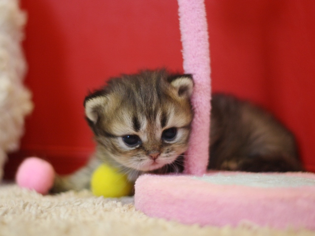ペルシャチンチラの子猫