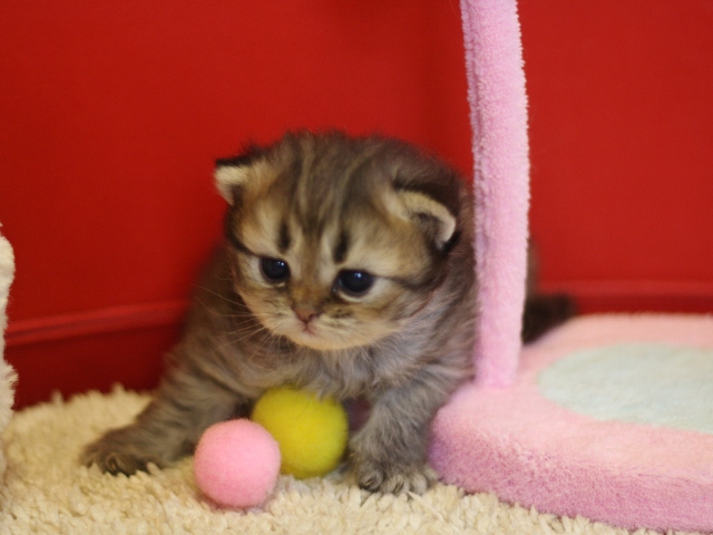 ペルシャチンチラの子猫