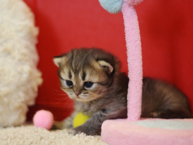 ペルシャチンチラの子猫