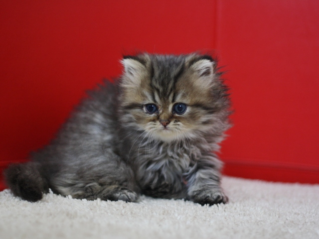ペルシャチンチラの子猫