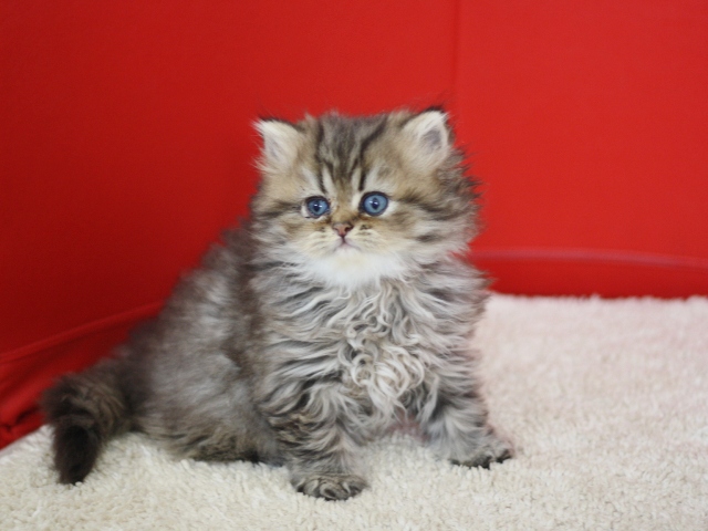 ペルシャチンチラの子猫