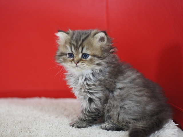 ペルシャチンチラの子猫