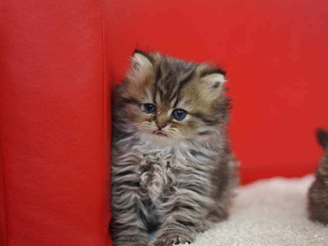 ペルシャチンチラの子猫