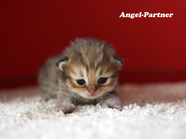 ペルシャチンチラの子猫