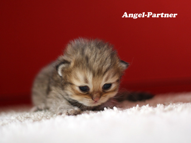 ペルシャチンチラの子猫