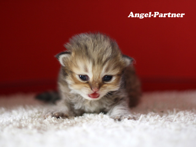 ペルシャチンチラの子猫