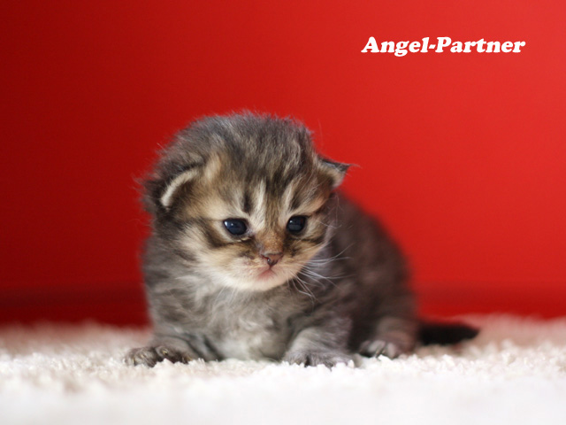 ペルシャチンチラの子猫