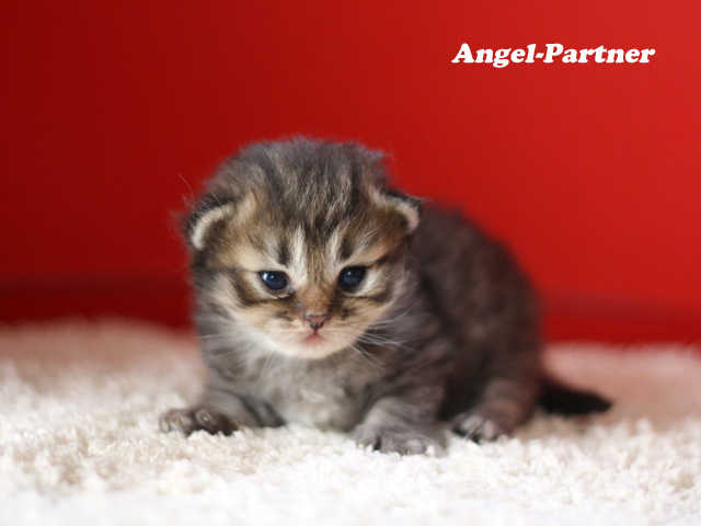 ペルシャチンチラの子猫