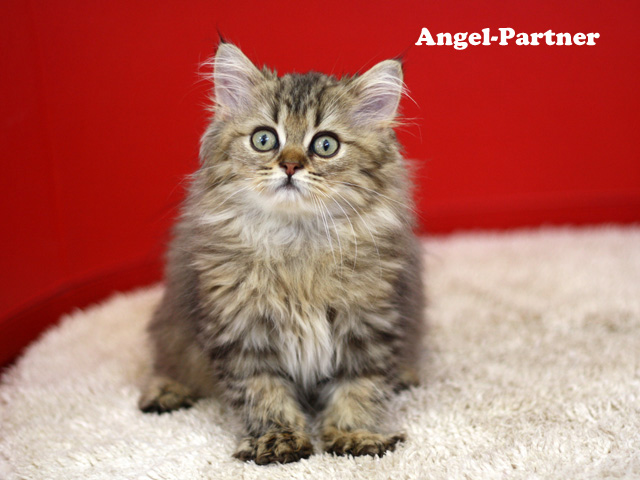 ペルシャチンチラの子猫