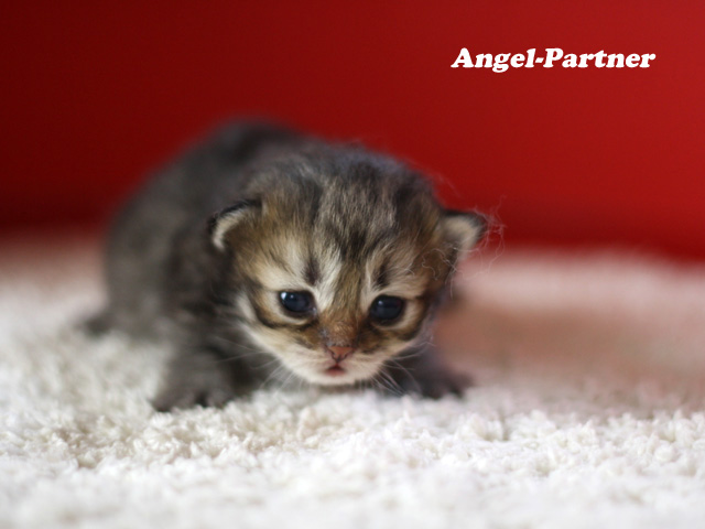 ペルシャチンチラの子猫
