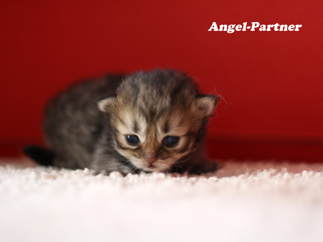 ペルシャチンチラの子猫