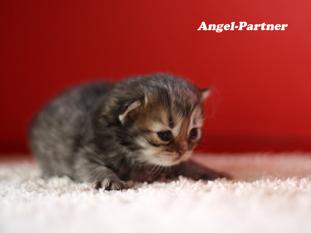 ペルシャチンチラの子猫