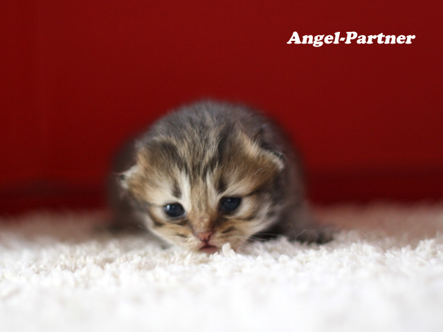 ペルシャチンチラの子猫