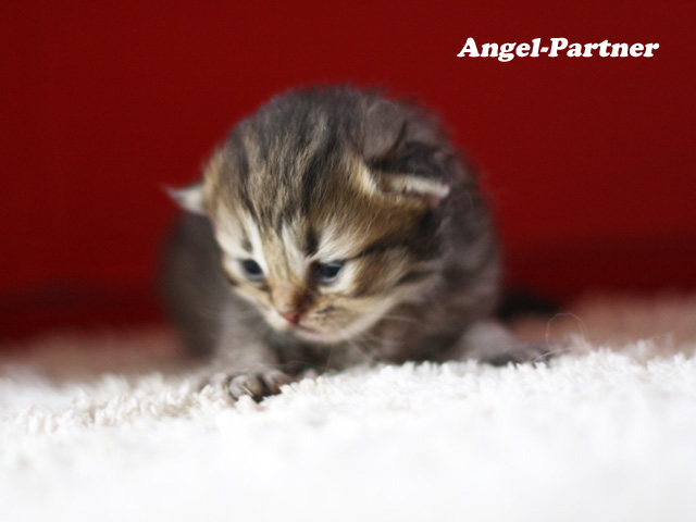 ペルシャチンチラの子猫