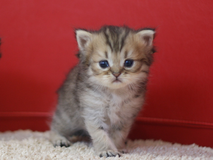 ペルシャチンチラの子猫