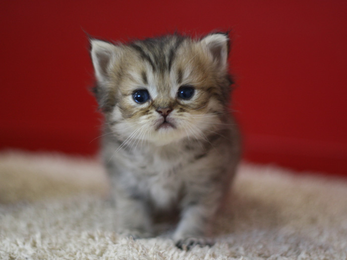 ペルシャチンチラの子猫