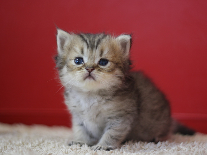 ペルシャチンチラの子猫
