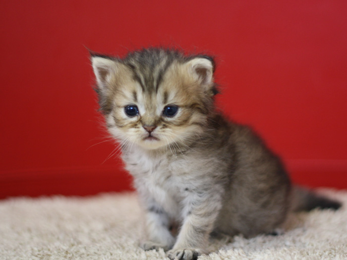 ペルシャチンチラの子猫