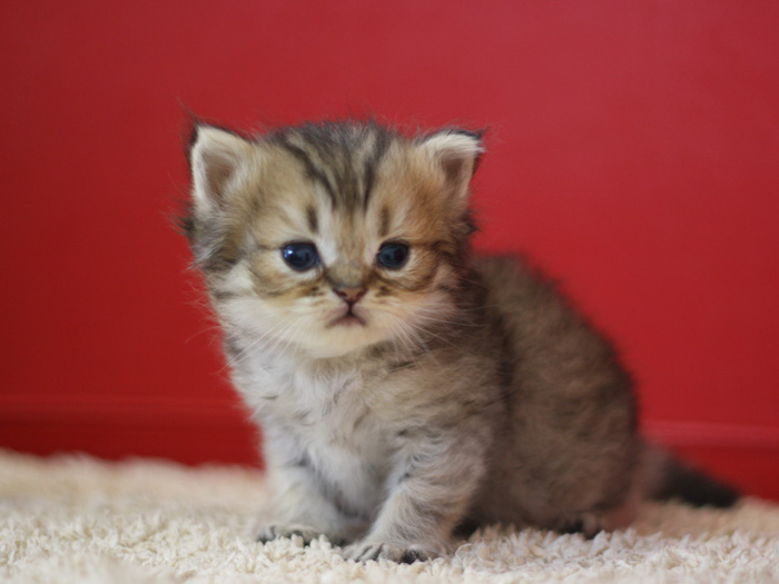 ペルシャチンチラの子猫