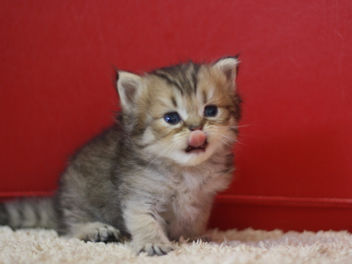 ペルシャチンチラの子猫