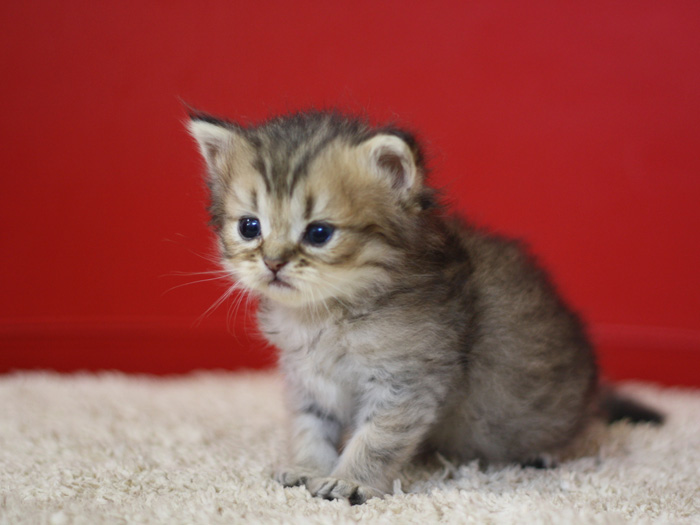 ペルシャチンチラの子猫