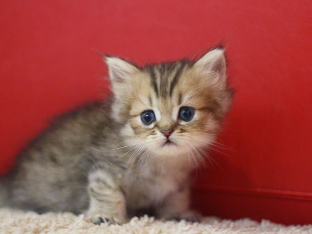 ペルシャチンチラの子猫