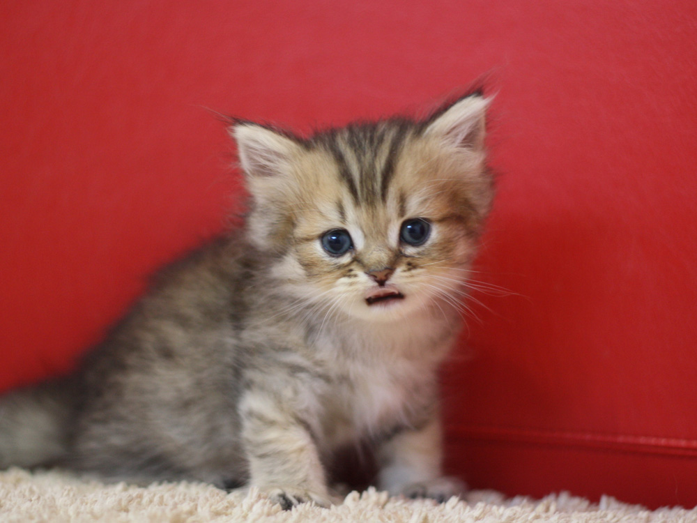 ペルシャチンチラの子猫