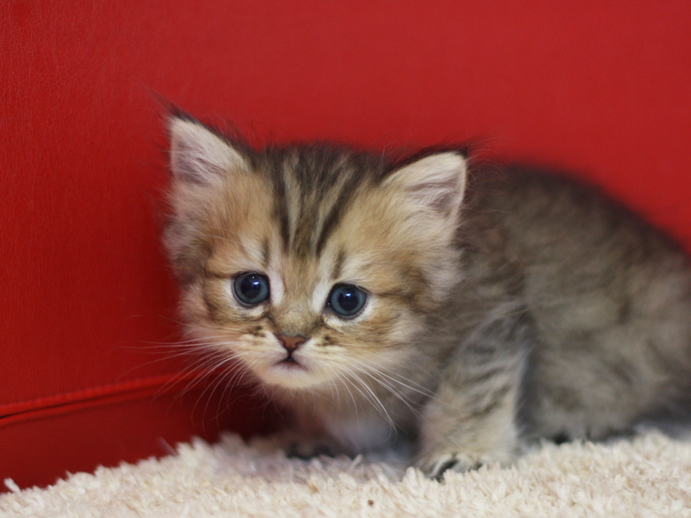 ペルシャチンチラの子猫