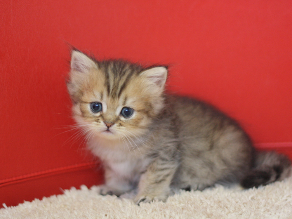 ペルシャチンチラの子猫